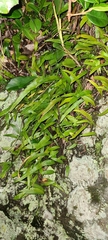 Microgramma lycopodioides