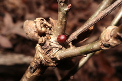 Andricus deciduatus