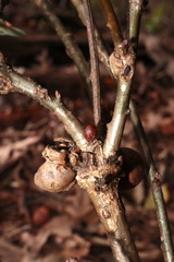 Andricus deciduatus