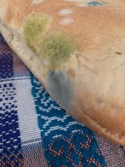 Penicillium