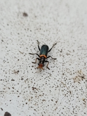 Lemidia