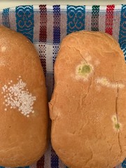 Penicillium