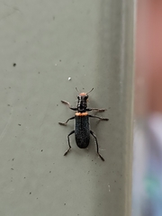 Lemidia