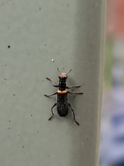 Lemidia