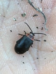 Kuschelina scripticollis