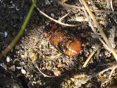 Kuschelina scripticollis