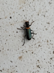 Lemidia