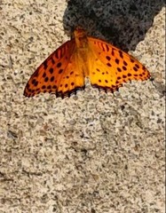 Argynnis hyperbius
