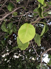 Amygdaloideae