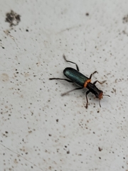 Lemidia