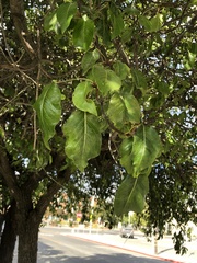 Amygdaloideae