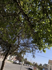 Amygdaloideae