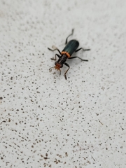 Lemidia