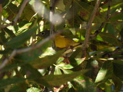 Leiothlypis ruficapilla
