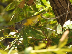 Leiothlypis ruficapilla
