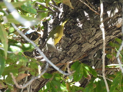 Leiothlypis ruficapilla