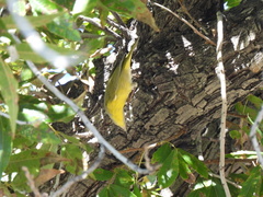 Leiothlypis ruficapilla