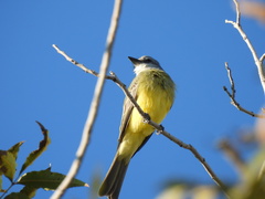 Tyrannus melancholicus