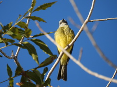 Tyrannus melancholicus