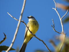 Tyrannus melancholicus