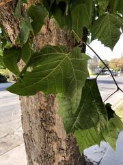 Platanus occidentalis