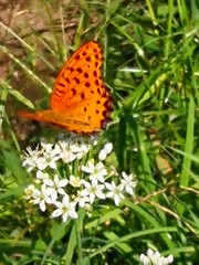 Argynnis hyperbius