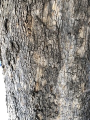 Platanus occidentalis