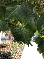 Platanus occidentalis