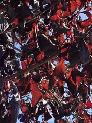 Prunus cerasifera