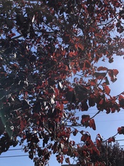 Prunus cerasifera