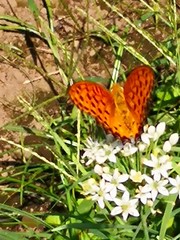 Argynnis hyperbius