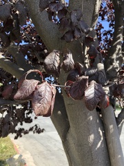 Prunus cerasifera