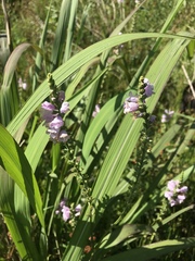 Physostegia angustifolia