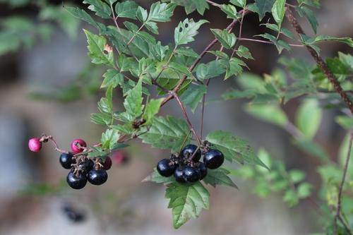 Peppervine (Ampelopsis arborea)