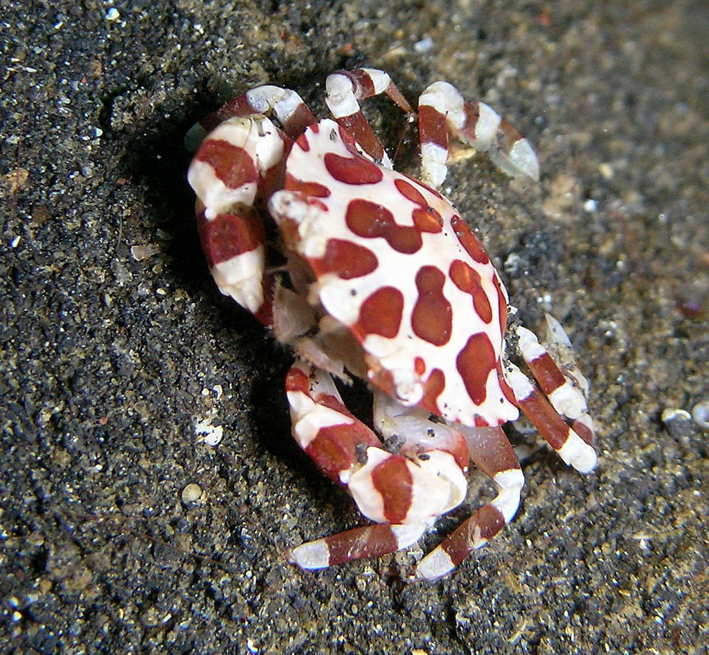 sea cucumber crab