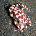 Sea Cucumber Crab - Photo (c) Steve Childs, some rights reserved (CC BY)