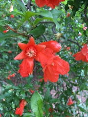 Punica