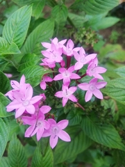 Pentas