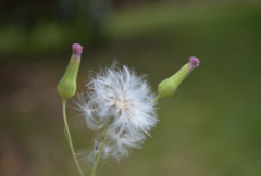 Emilia sonchifolia image