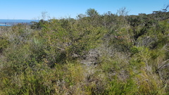 Leptospermum rotundifolium