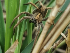 Centroctenus brevipes