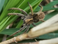 Centroctenus brevipes