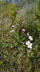 Leptospermum rotundifolium