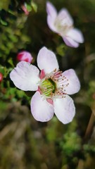Leptospermum rotundifolium