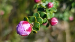 Leptospermum rotundifolium