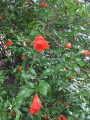 Punica