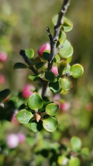 Leptospermum rotundifolium