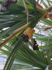 Pandanus utilis