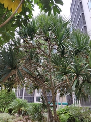 Pandanus utilis