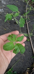 Lycianthes ciliolata